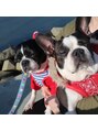 リミー 豊春店(REME) 愛犬2匹はボストンテリア!最近少しぽっちゃりしてきました笑。