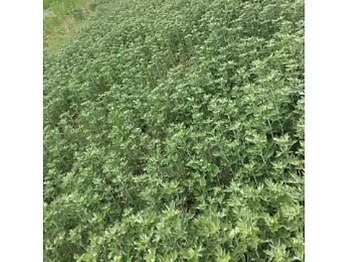 ムース 自由が丘 奥沢(MUUSU)/オーガニックの獅子足よもぎ