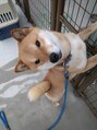 ビューティフィーサロン ベルル(Belulu) 我が家の家族のアキオちゃん