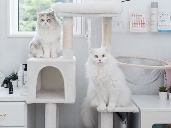 エヌプロテクト(N.Protect)/ねこいます♪