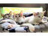 新規様◆20分オーダーメイド施術 ¥1,000/通常¥1,100/計20分