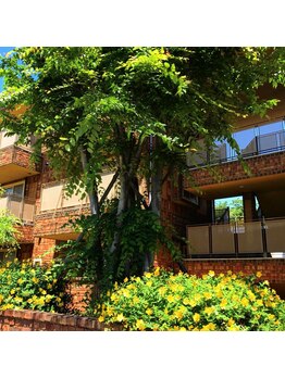 アロマ プリュム ド パン(aroma plume de paon)/《外観》春～夏