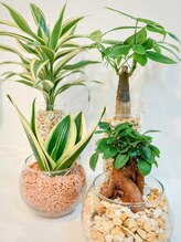 アン(anne)/☆癒しの観葉植物☆亀戸東口