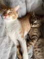 アオイ 表参道(Aoi) 愛猫ちゃんです!動物だいすきです!