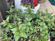 プチローズ/5月！新緑のハーブで心平和に♪