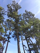 千歳クラシック/大浜海岸の松の並木通り