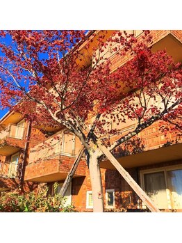 アロマ プリュム ド パン(aroma plume de paon)/《外観》秋～冬