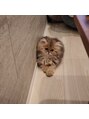 全力ストレッチ 名古屋駅前店 ペルシャの女の子を飼っています。愛猫ちゃちゃです。