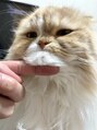 アディクト 横浜店(ADDICT) 愛猫のころもちゃんです！[横浜/眉毛/眉毛サロン/アイブロウ]
