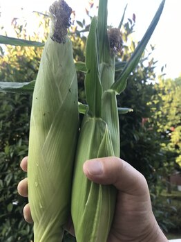 にしざわ整体院/2022年の夏野菜収穫