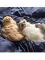 モアナ(Moana)&nbsp;愛猫ちゃん達です♪