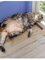 マーメイド 大船店(Mermaid) 猫信者です!写真は実家の猫です!
