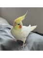 マース 富里店(Mirth)&nbsp;オカメインコ、トカゲと暮らしてます！動物だいすき★