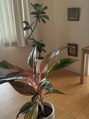 高槻 インサイド(Inside) サロンにもお気に入りの植物を飾っています
