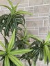 JUNE LEAF 2026【5%OFF】お会計時ご提示用クーポン