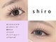 シロ(shiro)の写真