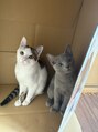 ミー 札幌東店(me) キジ白とロシアンブルー飼ってます!