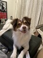 ヘッドミントVIP 銀座店 ワンちゃん飼ってます！レオンくんです