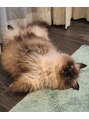 バタフライ 東戸塚店 我が家の愛猫たぬきちくんですっ☆毎日吸わせて頂いてます♪