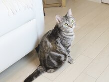 ネイルサロンChopin/猫のエミリー