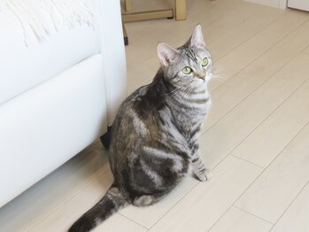 ネイルサロンChopin/猫のエミリー