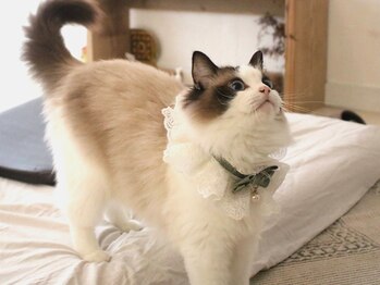 スゥ(Suu)/サロン内に猫がいます。