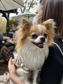 ミニュー(mineux)&nbsp;チワワ×ポメラニアンのMIX犬の男の子を飼っています(^^)