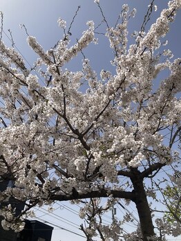 ソワンド ルバンシュ/今年の桜☆