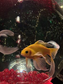 整体院笑歩(エフ)/幻想的な金魚の世界