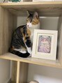 ゆらりね はる4歳。子猫の時に保護。とてもおっとりした性格で優しい。