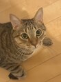 オレア(Olea.)&nbsp;保護猫ちゃんです(^^)