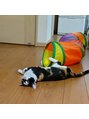 チル アンド リラックス(Chill and Relax)&nbsp;保護猫ちゃん。今では我が家のおてんば娘です。