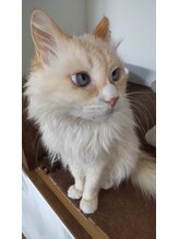 ねこのて/はるちゃん