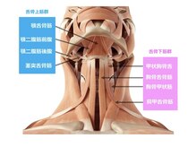 最終形美/舌骨筋を緩めてリフトアップ