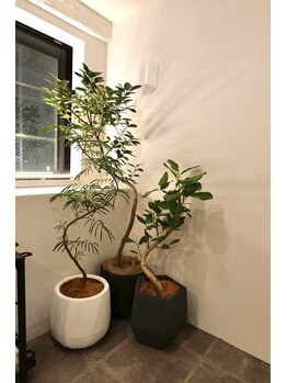 美容鍼灸整体サロンopt./観葉植物