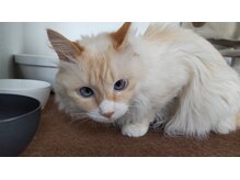 ねこのて/はるちゃん