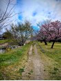 アロマサロンキートス 石手川沿いは陽光桜が見頃ですね