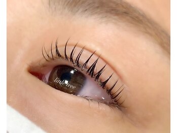 リトルツリー(little tree)