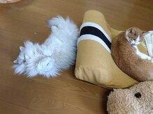 猫のひげの雰囲気（猫好きの方ぜひお待ちしています♪）