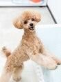 ブロウタス 栄店(BROW+) 愛犬のこむぎくんです!毎日の癒しです^^