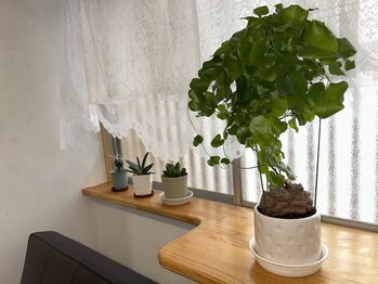 ソラリエ(Solalier)/観葉植物を入れ替えました！