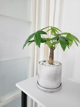 ハル(HAL)/観葉植物1