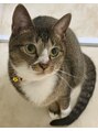 ゆらりね 紅(べに)2歳。保護猫譲渡会で出会い我が家へ。遊ぶの大好き。