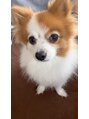 ニキビケア研究所 横浜店&nbsp;実家で飼ってるポメです！ご飯食べてると寄ってきます笑