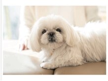 セカンドライフ(Second Life)の雰囲気（看板犬【くぅちゃん】がお出迎え♪癒されてください）