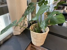 スタジオリム(Studio LiM)/観葉植物(その1)