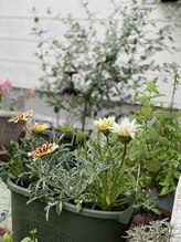 エステル(Esther)/