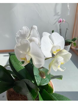 千鍼灸整骨院 セン(sen)/