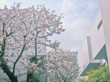 フルールドゥスリジェール(Fleurs de Cerisier)/桜の気に囲まれたサロン