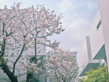 フルールドゥスリジェール(Fleurs de Cerisier)/桜の気に囲まれたサロン